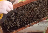 Program potpore pčelarima vrijedan 3 milijuna kuna 