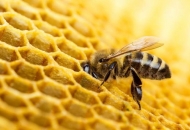 Objavljen Javni natječaj za prikupljanje i odabir projekata primijenje-nih istraživanja u pčelarstvu za 2022.