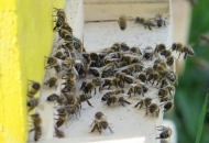 Započela predaja zahtjeva za potpore zbog gubitka medonosnog potencijala Započela predaja zahtjeva za potpore zbog gubitka medonosnog potencijala