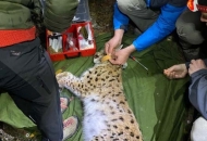 Odlična suradnja Parka prirode Velebit i LIFE Lynx projekta dobila je novu dimenziju