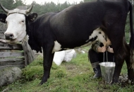 3 milijuna kuna za potpore županijskim programima za mliječno govedarstvo