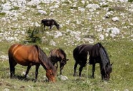 Nevaljalštine koliko hoćeš Nevaljalštine koliko hoćeš