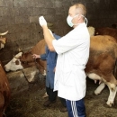 Osigurano 15 milijuna kuna za veterinarske preglede na gospodarstvima