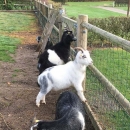 Anketiranje uzgajivača konja, ovaca i koza te goveda u sustavu krava-tele