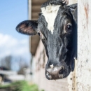 Započela isplata za dobrobit životinja vrijedna 250 milijuna kuna