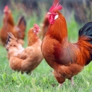 U e- savjetovanju Pravilnik o tržišnim standardima za meso peradi