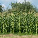 Komisija odobrila milijun eura potpore hrvatskim proizvođačima sjemenskog kukuruza