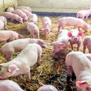 Plan objave natječaja iz Programa ruralnog razvoja do kraja 2021. godine