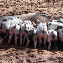 U e-savjetovanju novi Prijedlog Programa državne potpore za iznimno osjetljive sektore 