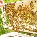 Do 20. travnja rok za podnošenje zahtjeva za potporu pčelara