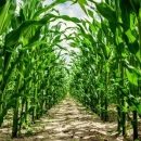 Objavljena opažanja EK na hrvatski strateški plan i odgovori Hrvatske