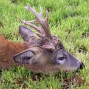 Ubio srnjaka pa očekuje novčanu kaznu