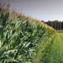 eSavjetnik – nova aplikacija sa svim informacijama važnima za hrvatske poljoprivrednike 