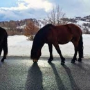 Konjima ugrožava sigurnost prometa
