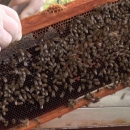 Program potpore pčelarima vrijedan 3 milijuna kuna 