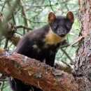 Što vele o kuni kao novcu oni koji o tome nešto znaju?