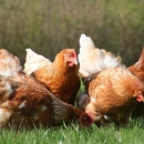 Započelo podnošenje zahtjeva za potpore stočarima i peradarima zbog otežanih uvjeta izazvanih koronom