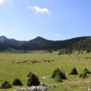 Tradicionalna ispaša u Nacionalnom parku Sjeverni Velebit