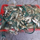 Izlov alohtonih vrsta riba na Plitvičkim jezerima 