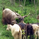 Potpora za ovce i koze