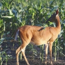 Za sprječavanje štete od divljači 2 milijuna kuna