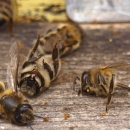Započela predaja zahtjeva za potporu pčelarima za saniranje šteta uzrokovanih pomorom pčelinjih zajednica u ovoj godini