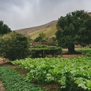 Novi natječaji za male i mlade poljoprivrednike iz programa ruralnog razvoja