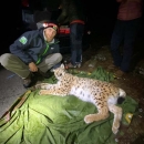 Odlična suradnja Parka prirode Velebit i LIFE Lynx projekta dobila je novu dimenziju