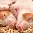 Privremena mjera privatnog skladištenja svježega ili rashlađenoga svinjskog mesa 