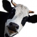 Započele prijave za potpore stočarima 