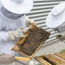 1,2 milijuna kuna potpore pčelarima zbog pomora pčelinjih zajednica