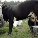 3 milijuna kuna za potpore županijskim programima za mliječno govedarstvo