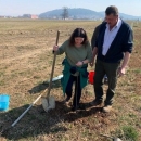 Okopan drvored uz Gacku i posađene nove sadnice
