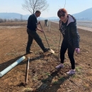 Okopan drvored uz Gacku i posađene nove sadnice