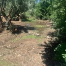Sječa i čišćenje Glamočnice